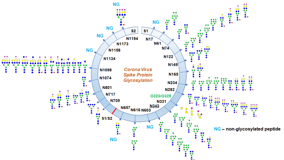 Glycosylation profile of SARSCoV2 spike protein GlycanAge